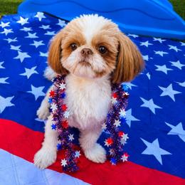 Linkin - Shih Tzu
