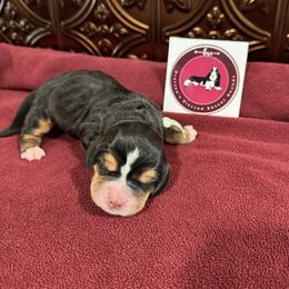 Teal Female - Black white and brown female Basset Hound puppy in Richland, Washington from Blessed Basset Hounds