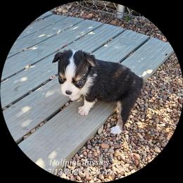 Taylor - Black tri female Toy Australian Shepherd puppy in Snowflake, Arizona from Halfpint Aussies