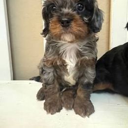 Bernedoodle, Cavapoo, Cockapoo, and Goldendoodle Puppies from Cactus Doods