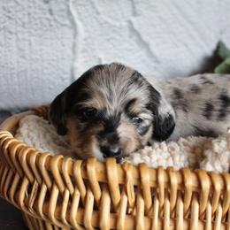 Clark - Dapple male Dachshund puppy in Pace, Florida from Shoebox Doxie’s