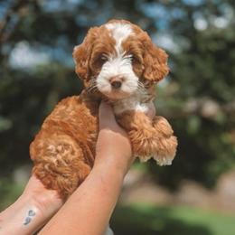 Ellie - Red  female Goldendoodle puppy in Austin, Texas from Cedarcrest Goldendoodles