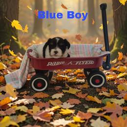 Blue boy - Parti male Yorkshire Terrier puppy in Inverness, Florida from Luvayorkie&more