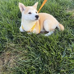 Boy 2 - Red male Shiba Inu puppy in Rohnert Park, California from Shiba Inn
