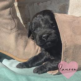 Lauren - Black female Portuguese Water Dog puppy in Jacksonville, Florida from Atlantic Coast PWD