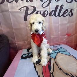 Amor - Apricot male Poodle puppy in Mobile, Alabama from Semmy’s Standard Poodle LLC