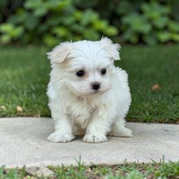 Bowie - White male Maltese puppy in Bowling Green, Kentucky from Denise Clark