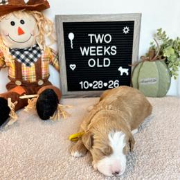 Jasper - Red male Bernedoodle puppy in Sparrows Point, Maryland from Rosie’s Puppies