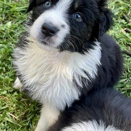 Australian Shepherd Puppies from Highland Haven Australian Shepherds