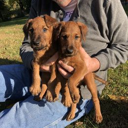 Irish Terrier Puppies from Galeway Irish Terriers