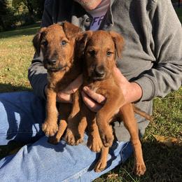 Irish Terrier Puppies from Galeway Irish Terriers