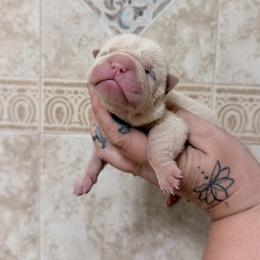 Kiri - Cream female Chinese Shar-Pei puppy in Lehigh Acres, Florida from Florida Wrinkles