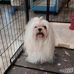 Beau - Maltese