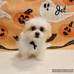 Jet - White male Companion Cross puppy in Morehead, Kentucky from Paw Perfect Pets