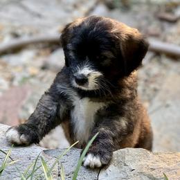 Boy 5 - male Barbado da Terceira puppy in Frederick, Maryland from New World Barbado da Terceira