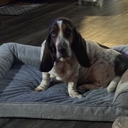 Annie - Basset Hound