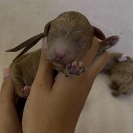 Clem - Apricot male Assorted Doodle Crosses puppy in Yuba City, California from Lucky Day Doodles