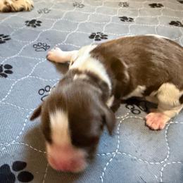 Boy 4 - Liver and white male English Springer Spaniel puppy in Findlay, Ohio from Flag City Springers