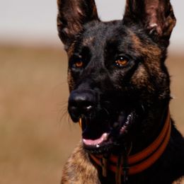 American Pit Bull Terriers and Dutch Shepherds from Van Freiheight K9s