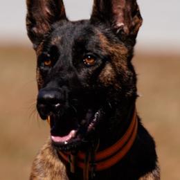 American Pit Bull Terriers and Dutch Shepherds from Van Freiheight K9s