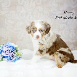 Henry - Red merle male Miniature Australian Shepherd puppy in Mechanicsburg, Pennsylvania from TJ's Aussies