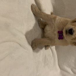 Goldendoodle and Poodle Puppies from Megan Lennox