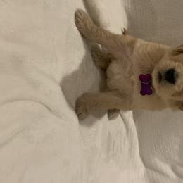 Goldendoodle and Poodle Puppies from Megan Lennox