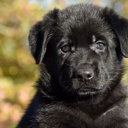 Solid Black Male 1 - German Shepherd puppy in Oxford, Arkansas from Atlas Shepherds