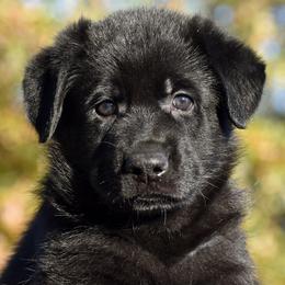 Solid Black Male 1 - German Shepherd puppy in Oxford, Arkansas from Atlas Shepherds