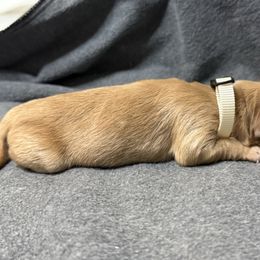 White Collar - Light golden female Golden Retriever puppy in Chesapeake, Virginia from AmberLight Goldens