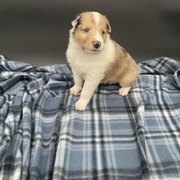 Swan - Sable merle and white male Collie puppy in Bamberg, South Carolina from Shakhor Ohr Collies and Pomeranians