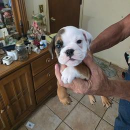 4 - Chocolate tri-color male Bulldog puppy in Sarasota, Florida from Chazzerdog Bulldogs