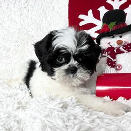 AKC Prancer - Black and white male Shih Tzu puppy in Greenville, South Carolina from Babyface Shih Tzu