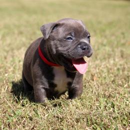 Asher - Blue brindle male American Bully puppy in Easton, Maryland from Night Court Bullies