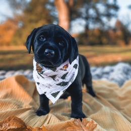 Dilute Retriever and Labrador Retriever Puppies from Landon J Farms Labrador Retrievers
