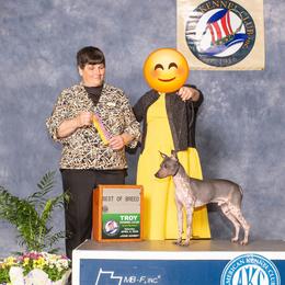 Comet - American Hairless Terrier