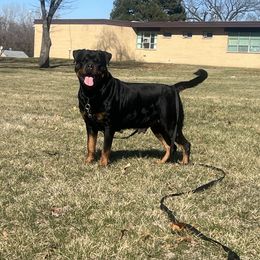 Zana - Rottweiler