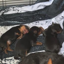 Sven - Black and tan male Yorkshire Terrier puppy in Morrison, Colorado from CDA Heavenly Yorkies
