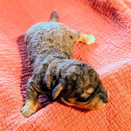 Girl 1 - Blue merle female Bernedoodle puppy in Sparta, Missouri from Sis' Doodles & Poodles