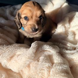 Teal Collar Male - Cream male Dachshund puppy in Madison, Indiana from Jensen Dobermans and Dachshunds