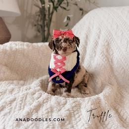 Truffle - Merle female Goldendoodle puppy in Cold Spring, Minnesota from A.N.A. Doodles