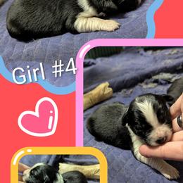 Australian Shepherd and Great Dane Puppies from AEW Farm