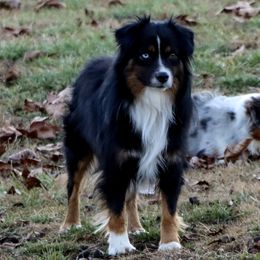 Dutton - Miniature Australian Shepherd
