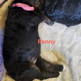 Bernedoodle Puppies from Joyful Pastures Homestead