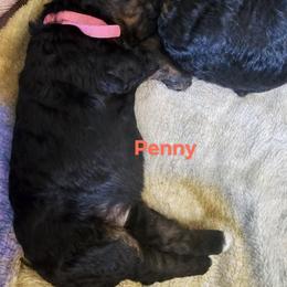 Bernedoodle Puppies from Joyful Pastures Homestead