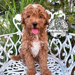 Toasted Marshmallow - Yellow and white female Bernedoodle puppy in Graham, Texas from 2 Rose Ranch Doodles