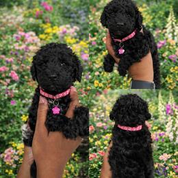 Solene - Brindle female Poodle puppy in Corona, California from Garden Of Poodles