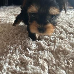 ROLEX - Black and gold male Yorkshire Terrier puppy in Los Angeles, California from WESTWAY Yorkies