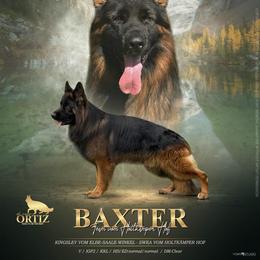 Baxter - German Shepherd