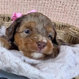 Chai - Red merle female Aussiedoodle puppy in Haleyville, Alabama from The Cuddly Dood Ranch